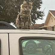 Chocolate is registered to the contest to win money with this photo: cat, tabby_cat, vehicle, car, tree, house, window, parking_lot, outdoor, pet, animal, feline, suburban, roof, door, wheel, reflection, daytime, fur, sitting