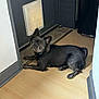 dog, black_dog, pet_flap, door, wooden_floor, indoor, curious, lying_down, floor, animal, canine, looking_up, ears_up, collar, home, domestic, companion, cute, pet, small_dog