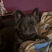 Fiby a rejoint le concours — aidez-le/la à gagner de superbes lots ! dog, blanket, indoor, pet, fur, ears, table, statue, ceramic, maroon_wall, cozy, animal, resting, looking_away, furniture, home, living_room, soft, expression, companion