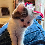 Starlette a rejoint le concours — aidez-le/la à gagner de superbes lots ! kitten, cat, pet, indoor, curious, fluffy, white, gray, animal, young, lap, denim, clothing, furniture, cozy, home, portrait, cute, small, soft