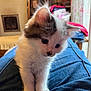 kitten, cat, pet, indoor, curious, fluffy, white, gray, animal, young, lap, denim, clothing, furniture, cozy, home, portrait, cute, small, soft
