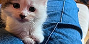 Starlette a rejoint le concours — aidez-le/la à gagner de superbes lots ! kitten, cat, pet, animal, fur, cute, lap, denim, jeans, indoor, cozy, resting, closeup, whiskers, ears, small, young, domestic, feline, curious