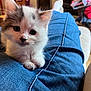 kitten, cat, pet, animal, fur, cute, lap, denim, jeans, indoor, cozy, resting, closeup, whiskers, ears, small, young, domestic, feline, curious
