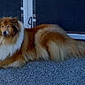 dog, collie, fluffy, lying_down, outdoor, fence, brown, white, pet, animal, long_hair, calm, relaxed, portrait, resting, mammal, nature, domestic_animal, companion, canine