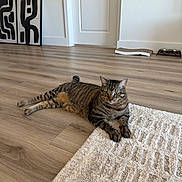 Onyx joined the competition — help win amazing prizes! abstract_art, animal, cat, domestic_cat, door, ears, feline, flooring, home, indoor, minimalist, paws, pet_feeding_station, relaxed, resting, rug, striped, tabby, whiskers, wooden_floor