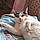 Minette