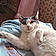 Minette