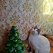 Minette participe au concours pour gagner de l'argent avec cette photo : cat, green_eyes, white_fur, gray_fur, ceramic_christmas_tree, christmas_tree, colorful_lights, wooden_surface, vintage_wallpaper, floral_pattern, indoor, sunlight, decor, holiday, cute, pet, curious, sitting, nostalgic, cozy