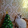 cat, green_eyes, white_fur, gray_fur, ceramic_christmas_tree, christmas_tree, colorful_lights, wooden_surface, vintage_wallpaper, floral_pattern, indoor, sunlight, decor, holiday, cute, pet, curious, sitting, nostalgic, cozy