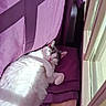 cat, sleeping, sunlight, purple_cushion, window, relaxed, indoor, pet, feline, cozy, white_fur, gray_fur, sunny, resting, closeup, domestic_cat, soft, comfortable, animal, peaceful