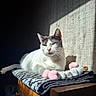 cat, white_cat, gray_cat, sunlight, indoor, furniture, blanket, plush_toy, relaxed, resting, cozy, window_light, wooden_furniture, pet, animal, domestic_cat, soft_toy, shadow, texture, calm