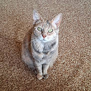 Indy participe au concours pour gagner de l'argent avec cette photo : cat, pet, animal, feline, green_eyes, sitting, carpet, indoor, looking_up, cute, fur, whiskers, ears, mammal, domestic_animal, portrait, alone, calm, home, furry