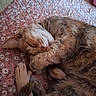 Indy a rejoint le concours — aidez-le/la à gagner de superbes lots ! cat, sleeping, paw, fur, whiskers, blanket, pink, floral_pattern, cozy, cute, pet, domestic_animal, resting, animal, closeup, indoor, relaxed, feline, soft, curled_up
