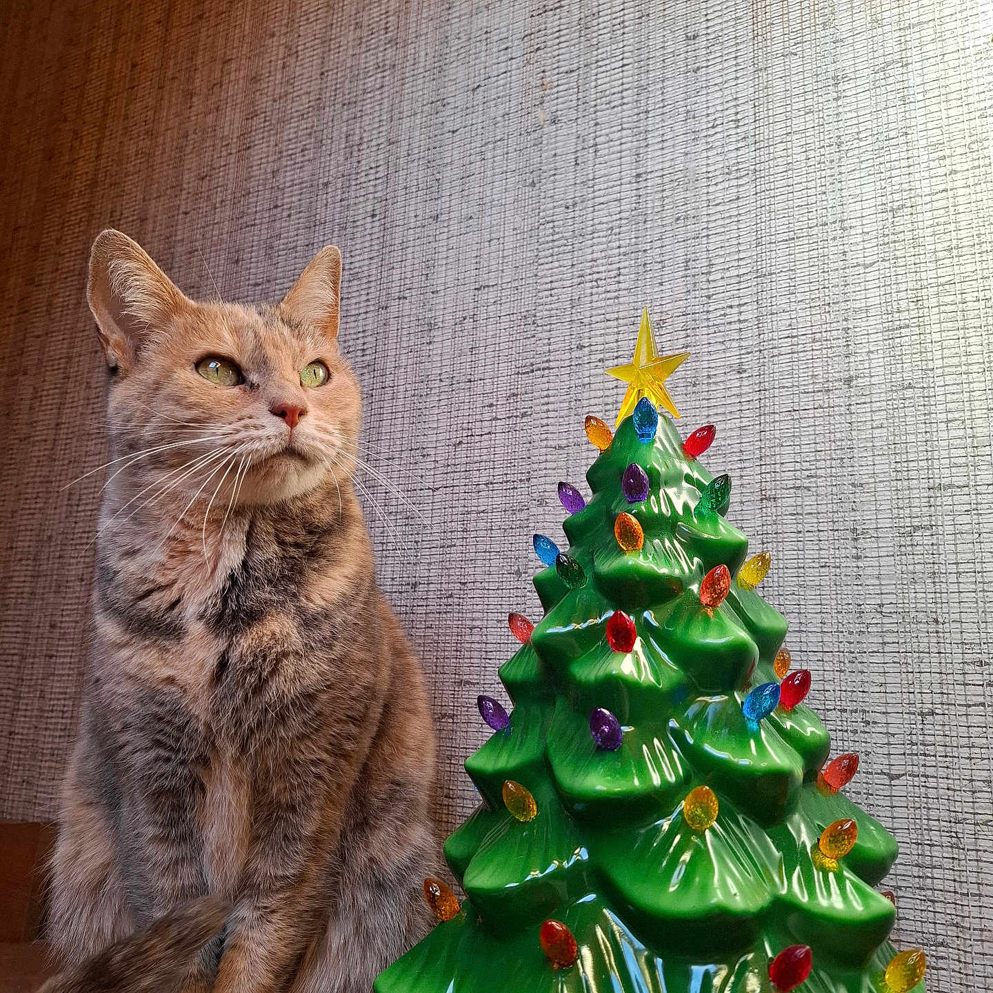 Indy a rejoint le concours — aidez-le/la à gagner de superbes lots ! cat, christmas_tree, ceramic, decor, indoor, animal, pet, holiday, ornaments, colorful, feline, sitting, table, warm_light, texture, wall, green, yellow, red, purple