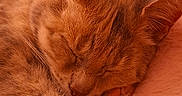 Indy a rejoint le concours — aidez-le/la à gagner de superbes lots ! cat, sleeping, close_up, fur, paw, cozy, pink, blanket, pet, animal, resting, cute, domestic_cat, whiskers, relaxation, soft_texture, feline, indoor, peaceful, adorable