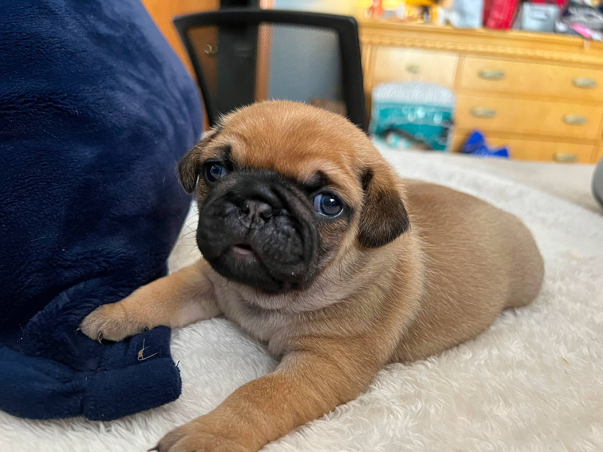 Benito is registered to the contest to win money with this photo: cabinetry, canidae, carnivore, comfort, companion_dog, dog, dog_breed, drawer, fawn, fur, pug, shipping_box, snout, sporting_group, terrestrial_animal, toy_dog, whiskers, wood, working_animal, wrinkle