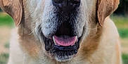 Lester participe au concours pour gagner de l'argent avec cette photo : animal, canine, close_up, companion, dog, ears, eyes, friendly, fur, golden_retriever, green_background, happy, labrador, muzzle, nature, nose, outdoor, pet, portrait, tongue