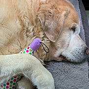 Lester a rejoint le concours — aidez-le/la à gagner de superbes lots ! animal, bed, canine, closeup, companion, cozy, cute, dog, fur, golden_retriever, gray, indoors, paw, pet, plush_toy, polka_dots, relaxing, resting, sleeping, soft