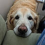 Lester a rejoint le concours — aidez-le/la à gagner de superbes lots ! canine, closeup, couch, cozy, dog, domestic_animal, fur, furniture, golden_retriever, head, home, indoor, jeans, looking_up, nose, pet, relaxed, resting, side_table, wires