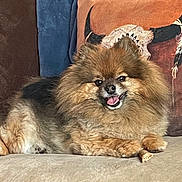 Jaxx is registered to the contest to win money with this photo: dog, pomeranian, fluffy, tongue_out, couch, indoor, pet, smiling, brown_fur, black_fur, treat, pillow, decor, relaxed, animal, cute, small_dog, friendly, happy, furniture
