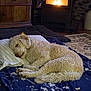 blanket, carpet, cozy, cream_colored, curled_up, curly_fur, decor, dog, fireplace, fluffy, home, indoor, pet, pillow, quiet, relaxing, resting, sleeping, warm_lighting, wooden_furniture