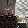 cat, white_cat, animal, pet, face, eyes, ears, whiskers, indoors, bedroom, blanket, leopard_print, window, blinds, sunlight, desk, water_bottle, wall_art, portrait, curious