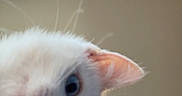 Winter Solstice is registered to the contest to win money with this photo: cat, white_cat, blue_eyes, pink_nose, pink_ears, fur, fluffy, pet, animal, close_up, portrait, upside_down, indoors, home, window, blinds, wall_art, ceiling_light, curious, photography