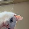 cat, white_cat, blue_eyes, pink_nose, pink_ears, fur, fluffy, pet, animal, close_up, portrait, upside_down, indoors, home, window, blinds, wall_art, ceiling_light, curious, photography
