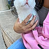 cat, white_cat, blue_eyes, pet, animal, whiskers, pink_nose, fluffy_fur, kitten, being_held, person, hand, pink_bag, backpack, blue_jeans, outdoor, stone_ledge, greenery, portrait, closeup