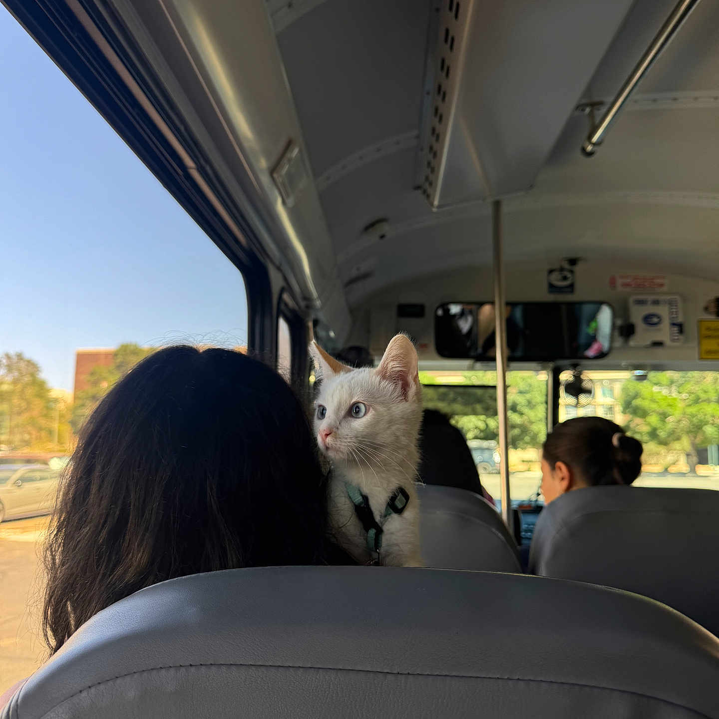 Winter Solstice joined the competition — help win amazing prizes! cat, kitten, white_cat, public_transport, bus, passenger, person, animal, pet, harness, seated, indoors, vehicle, window, city, daylight, portrait, curious, travel, urban