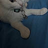 Winter Solstice is registered to the contest to win money with this photo: cat, kitten, white_cat, fluffy, feline, pet, animal, blue_blanket, bed, lying_down, lounging, collar, tag, whiskers, ears, paws, indoor, portrait, close_up, relaxed