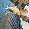 cat, kitten, white_cat, pet, animal, face, eyes, ears, whiskers, lying_down, bed, blue_blanket, bedroom, laptop, computer, keyboard, denim, jeans, indoor, cozy