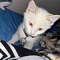 Angelina V.