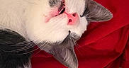 Beau is registered to the contest to win money with this photo: animal, blanket, cat, closed_eyes, closeup, cute, face, funny, furry, gray_cat, indoors, pet, pink_nose, portrait, red_fabric, relaxed, sleeping, upside_down, whiskers, white_cat
