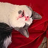 animal, blanket, cat, closed_eyes, closeup, cute, face, funny, furry, gray_cat, indoors, pet, pink_nose, portrait, red_fabric, relaxed, sleeping, upside_down, whiskers, white_cat