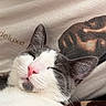 Beau is registered to the contest to win money with this photo: animal, bedding, black_and_white, blanket, cat, close_up, cozy, ears, fur, home, indoors, kitten, pet, pink_nose, portrait, relaxed, resting, sleeping, upside_down, whiskers