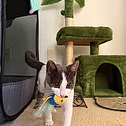 Beau joined the competition — help win amazing prizes! alert, animal, carpet, cat, cat_tree, cute, feather_toy, gray_and_white, green, home, indoors, kitten, pet, playing, portrait, room, scratching_post, standing, toy, walking