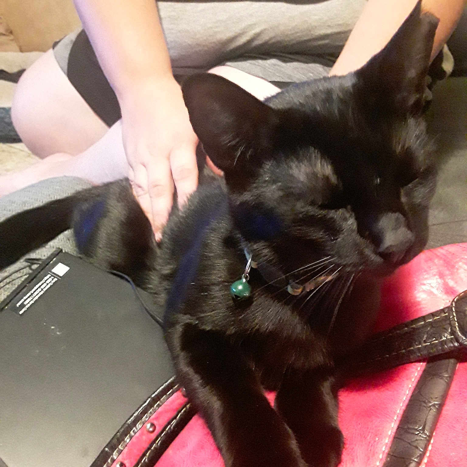 Black Jack is registered to the contest to win money with this photo: asian, black_cat, carnivore, cat, claw, domestic_short_haired_cat, ear, felidae, kitten, korat, leg, mammal, small_to_medium_sized_cats, whiskers