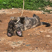 Ace is registered to the contest to win money with this photo: dog, brindle, playful, stick, outdoor, dirt, rocks, sunlight, greenery, rolling, pet, animal, canine, happy, nature, fur, ears, snout, ground, daytime