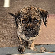 Ace joined the competition — help win amazing prizes! adorable, animal, brown, canine, close_up, cute, dog, doorstep, eyes, face, front, fur, looking, outdoor, paw, pet, puppy, small, waiting, young