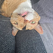 Noodles joined the competition — help win amazing prizes! animal, cat, close_up, cute, domestic_cat, fabric, fur, green_eyes, indoor, lying_down, orange_cat, pet, playful, relaxed, resting, teeth, texture, upside_down, whiskers, white_fur