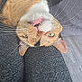 animal, cat, close_up, cute, domestic_cat, fabric, fur, green_eyes, indoor, lying_down, orange_cat, pet, playful, relaxed, resting, teeth, texture, upside_down, whiskers, white_fur