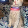 kitten, cat, fluffy, cream_and_white, green_eyes, pink_collar, sitting, bed, blanket, indoors, portrait, pet, feline, long_hair, large_ears, whiskers, front_view, television, bedroom, cute