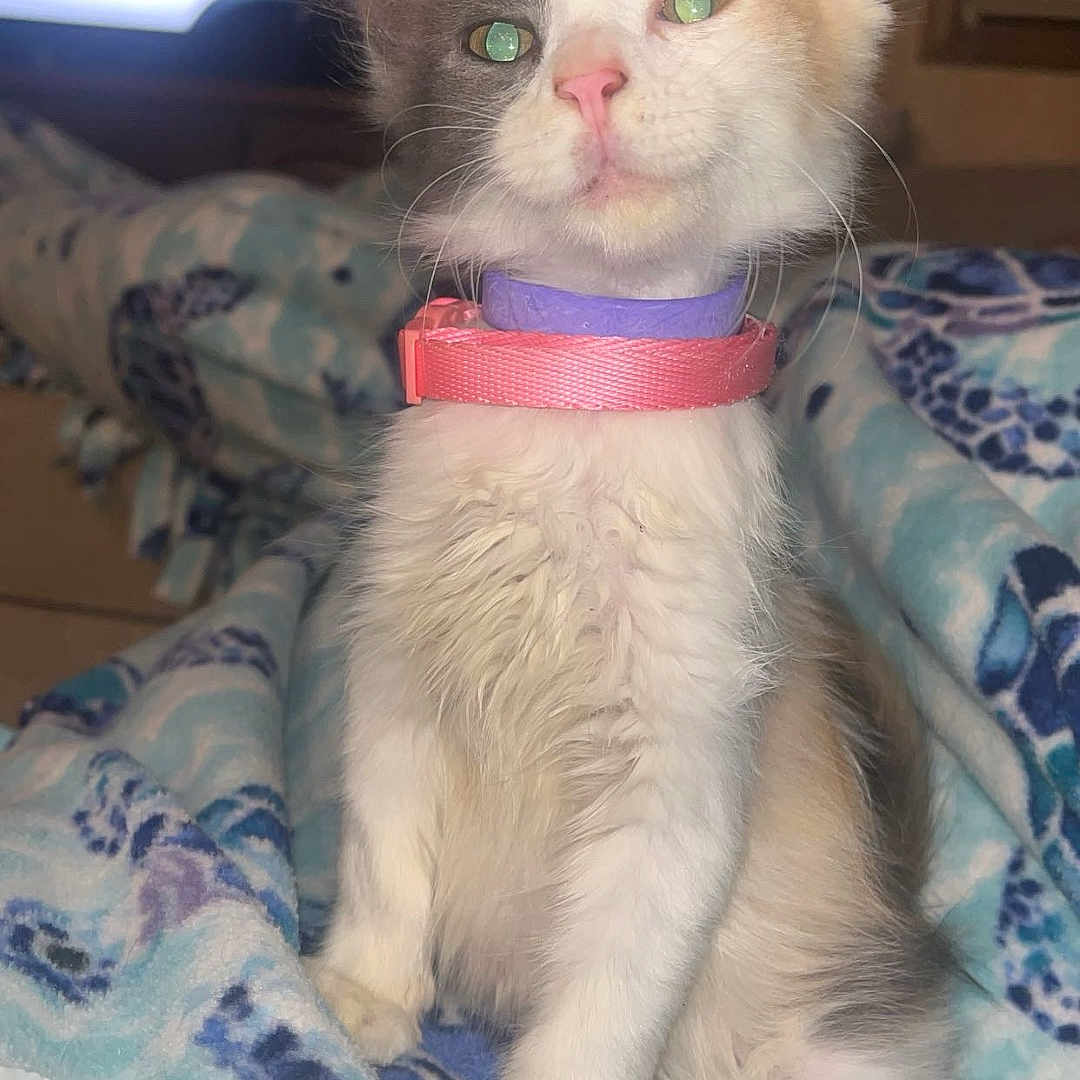 Lola is registered to the contest to win money with this photo: kitten, cat, fluffy, cream_and_white, green_eyes, pink_collar, sitting, bed, blanket, indoors, portrait, pet, feline, long_hair, large_ears, whiskers, front_view, television, bedroom, cute