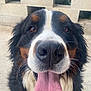 dog, bernese_mountain_dog, tongue_out, close_up, animal, pet, outdoor, concrete_wall, happy, portrait, whiskers, brown_eyes, black_fur, white_fur, tan_fur, nose, face, fur, canine, companion