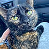 animal, black_fur, calm, car_interior, cat, close_up, curious, domestic, fur, green_eyes, indoor, lap, leash, orange_fur, person_hand, pet, resting, seat, tortoiseshell, whiskers