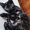 animal, cat, cozy, curled_up, cute, eyes, fur, home, indoor, kitten, mammal, pet, relaxed, small, soft, texture, tortoiseshell, whiskers, wooden_cabinet, young