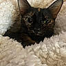 animal, blanket, cat, closeup, comfort, cozy, cute, ears, feline, fur, indoor, pet, relaxed, resting, sleepy, soft, texture, tortoiseshell, warm, whiskers