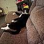 animal, black, brown, cat, couch, domestic_animal, fan, furniture, garage, indoor, license_plate, lying_down, motorcycle, paw, pet, relaxed, tail, tuxedo_cat, white, window