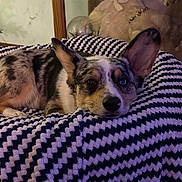 Loki joined the competition — help win amazing prizes! animal, blanket, blue_eye, brown_eye, comfort, cozy, decor, dog, ear, fur, glass_display, home, indoor, lying_down, pet, plush, relaxed, resting, snout, zigzag_pattern